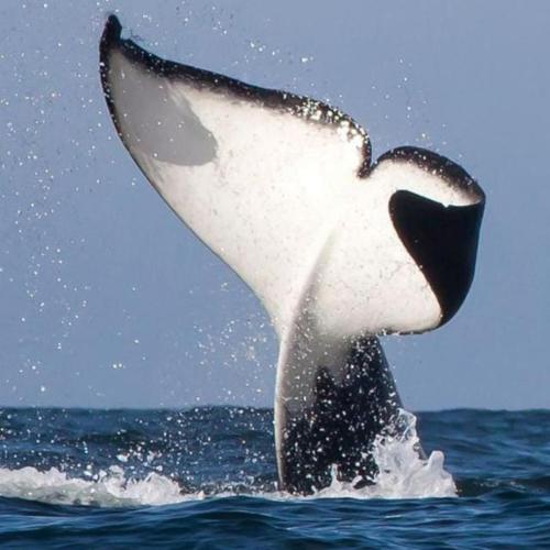 a dolphin in the water with its tail up at Vista Mare Samana The Best View!! in Santa Bárbara de Samaná