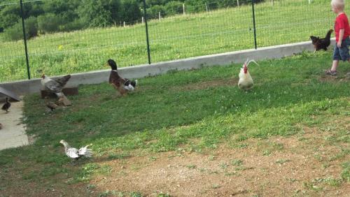 a group of chickens standing in the grass near a person at Gite Du Colombier in Le Fied
