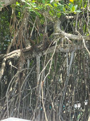 a tree with branches and vines on the ground at Kuma Beach side Villa in Wadduwa