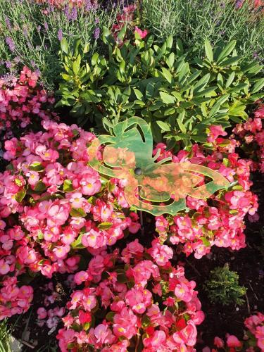 a bunch of pink flowers in a garden at connysferienwohnung in Bad Laasphe