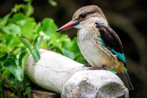 a bird sitting on top of a rock at Kaia Homestead in Sodwana Bay