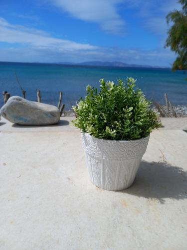 a plant in a pot sitting on the beach at ''Sea front'' Rose's house in Kardiani