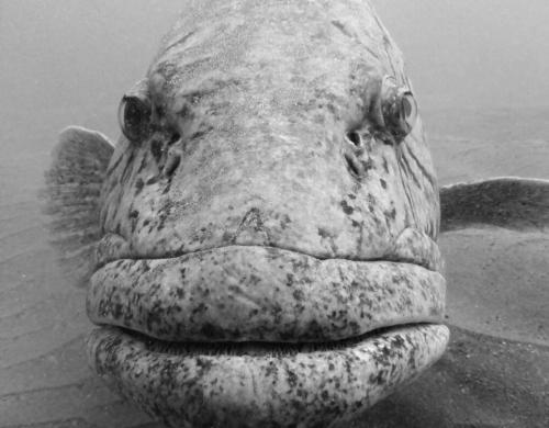 a close up of a statue of a fish at Kaia Homestead in Sodwana Bay