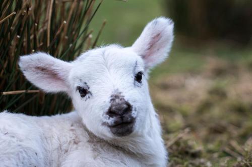 Fotografie z fotogalerie ubytování Devlin farm life v destinaci Westport