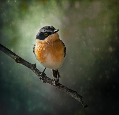 a small bird sitting on a tree branch at Aloegrove Safari Lodge in Otjiwarongo