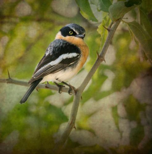 a bird perched on a branch of a tree at Aloegrove Safari Lodge in Otjiwarongo
