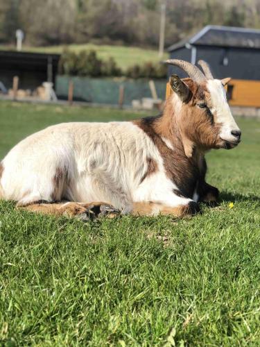 une chèvre en herbe dans un champ dans l'établissement La Maison de FRED, à Tourville-sur-Pont-Audemer