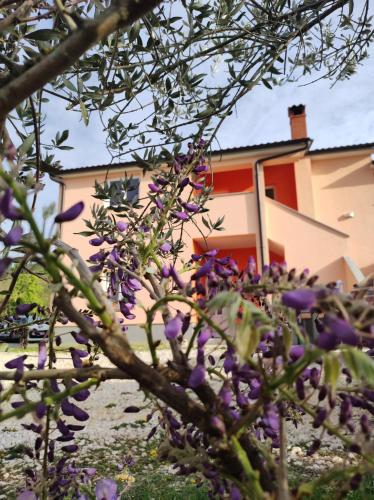 a tree with purple flowers in front of a house at Apartman Tramonto in Motovun