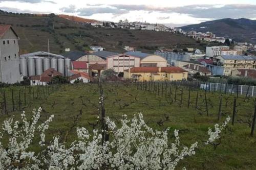 een stad met een bos wijnstokken in een veld bij Casa Moscatel - Douro Valley in Peso da Régua