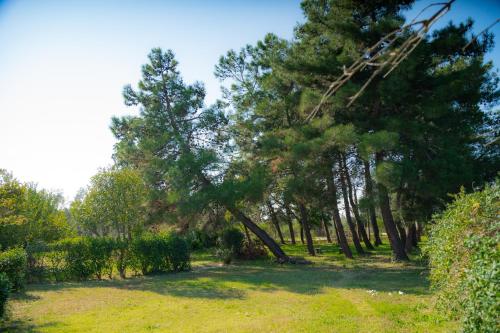 a group of pine trees in a field at Nice house by the sea! in Epanomi