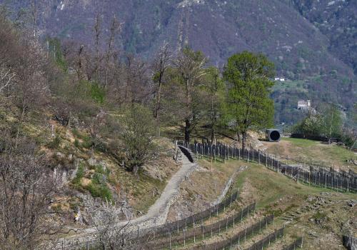 a hill with a fence and a winding road at Birdbox Curzútt in Monte Carasso