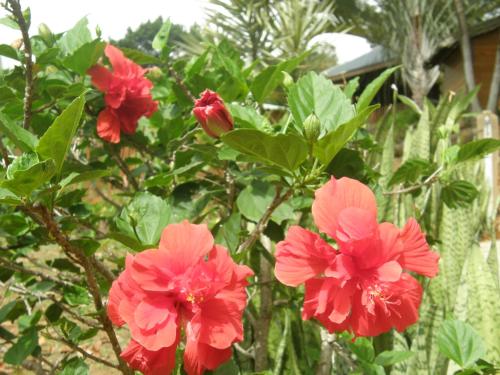 a group of red flowers on a bush at Le matelot de la baie in Deshaies