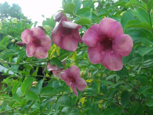 a group of pink flowers on a plant at Le matelot de la baie in Deshaies