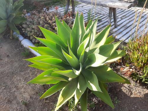 a green plant in a garden next to a bench at Monte Alentejano - Melides in Melides