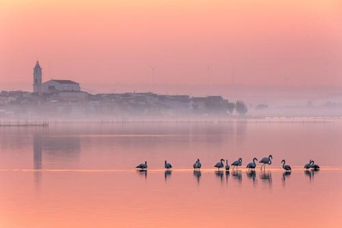 a group of birds standing in the water at sunset at Cà Sal Holiday Home in Lesina