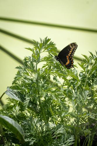 a butterfly is sitting on top of a plant at Taller de Juan - Casa Hotel in San Cristóbal de Las Casas
