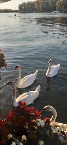 three white swans swimming in the water at Nature and atractive house in Belgrade