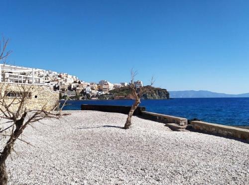 two trees sitting on a beach near the water at Casa di Syrii in Ermoupoli