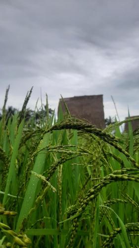 Фотография из галереи Swaha Retreat & Eco Park Ubud в городе Гианьяр