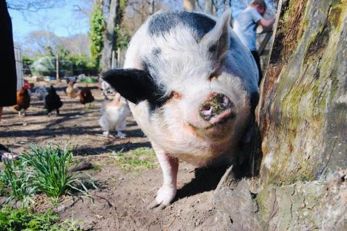 a pig standing next to a wall with chickens behind it at Delny Glamping and Farm Animals in Invergordon