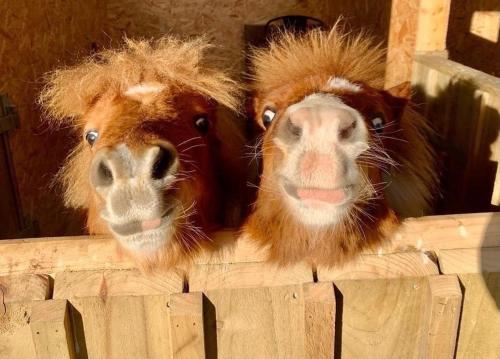 two horses are looking over a wooden fence at Delny Glamping and Farm Animals in Invergordon