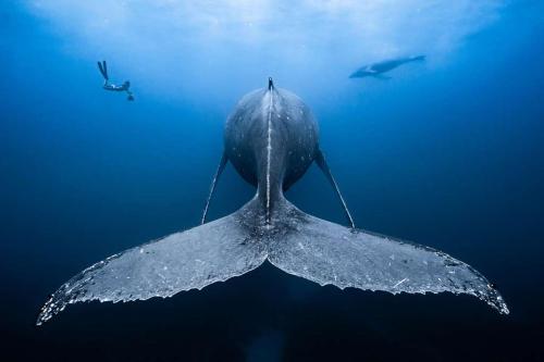 a whale shark swimming in the water at Coco Komba Lodge in Nosy Komba