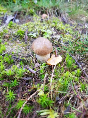 a mushroom on the ground in the grass at Apartment Deluxe, inklusive WLAN, Parkplatz und Netflix in Schleiden
