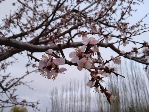 a branch of a tree with pink flowers on it at Olive Ala-Archa Hotel & SPA in Verkhnyaya Alaarcha