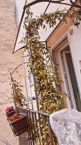 a plant is growing on the side of a building at Zephir Apartments in Brindisi