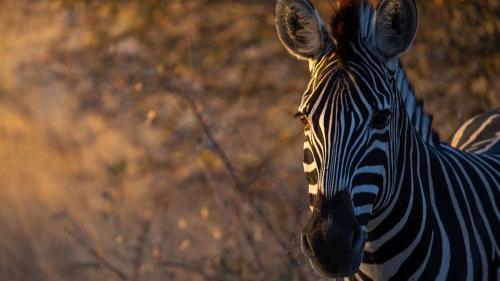 a close up of a zebra standing in a field at Motswari Private Game Reserve by NEWMARK in Timbavati Game Reserve