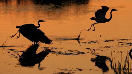 two birds running in the water at sunset at Motswari Private Game Reserve by NEWMARK in Timbavati Game Reserve