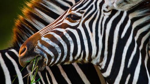a close up of a zebra eating grass at Motswari Private Game Reserve by NEWMARK in Timbavati Game Reserve