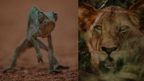 two pictures of a lion and a frog at Geiger's Camp in Timbavati Game Reserve by NEWMARK in Timbavati Game Reserve