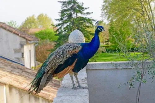 Bastide de Bellegarde photo 18
