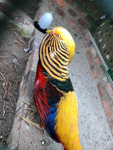 a colorful bird is standing on the sidewalk at Rancho Ecoturistico el Faro in La Mesa