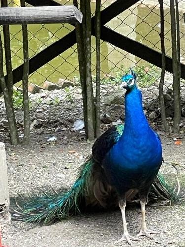 a peacock standing in front of a fence at Rancho Ecoturistico el Faro in La Mesa