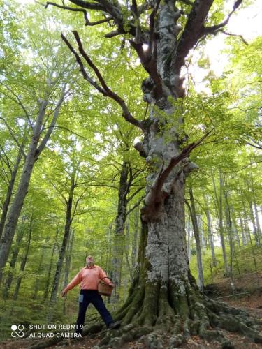 a man walking in the woods next to a tree at Affittacamere Arco Antico in Cusano Mutri