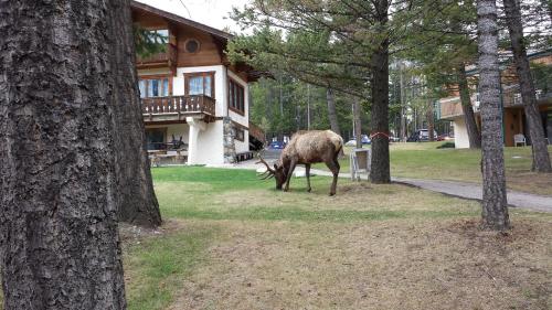 Douglas Fir Resort & Chalets