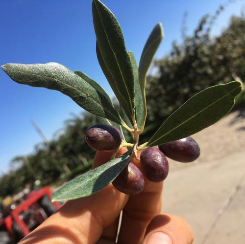 a hand holding a plant with leaves on it at Agrialpi by Salfrutta in Bricherasio