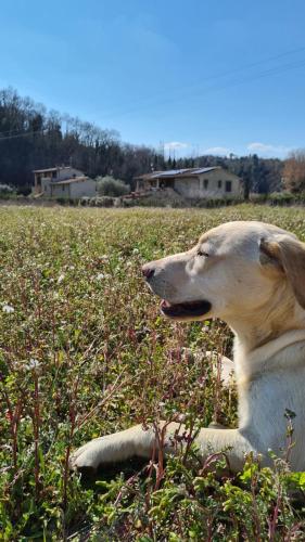 a dog laying in a field of grass at Borgo da Vinci in Volterra