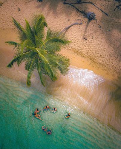 an overhead view of a beach with a palm tree at Beachfront Paradise in Manuel Antonio