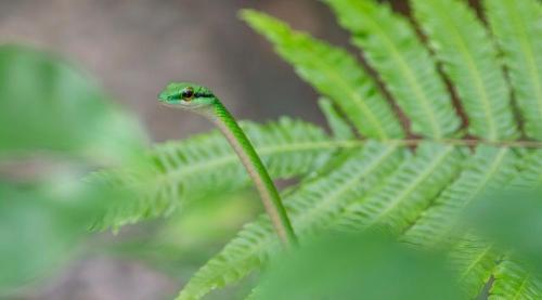 a green lizard sitting on top of a green leaf at Beachfront Paradise in Manuel Antonio