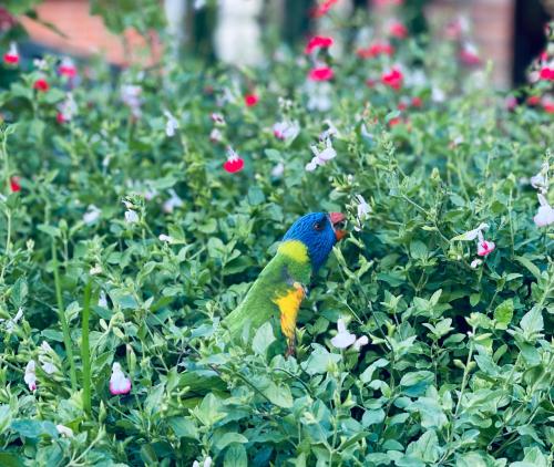 a colorful bird sitting in a bush of flowers at The Shopkeepers Quarters in Tenterfield