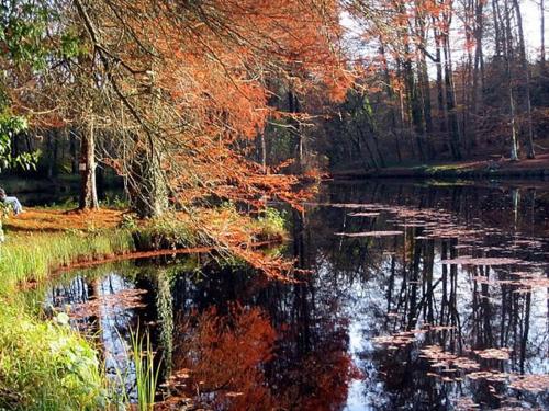 a body of water with trees reflecting in it at GITES CURCUMA et COMPAGNIE in Jumencourt