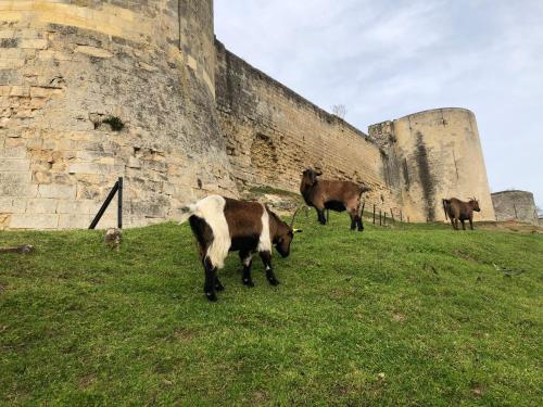a group of cows grazing in front of a castle at GITES CURCUMA et COMPAGNIE in Jumencourt