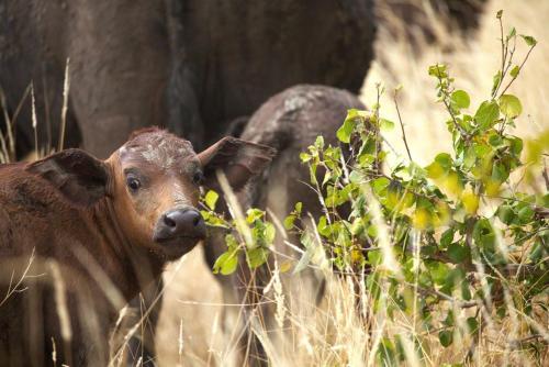 a baby cow is standing in the tall grass at Imagine Africa Luxury Tented Camp in Balule Game Reserve