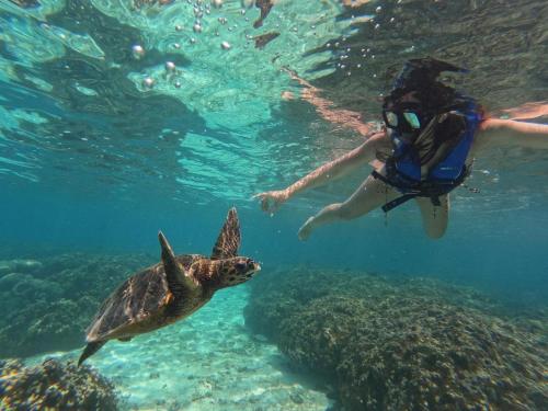a person in a life vest and a turtle in the water at Belvedere Thoddoo in Thoddoo