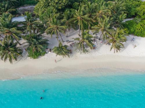 an aerial view of a beach with palm trees and the ocean at Belvedere Thoddoo in Thoddoo