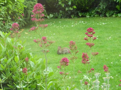 a deer in a field of grass with pink flowers at Harecroft in Hunstanton