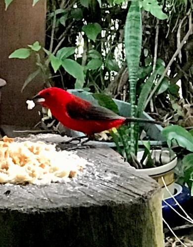 a red bird is standing on a tree stump at Pousada das Gêmeas in Ilha do Mel